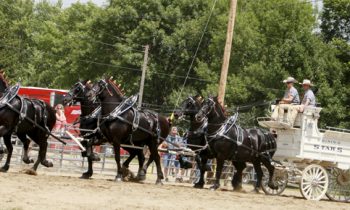 Murray County Draft Horse  show celebrates 10th anniversary