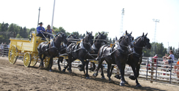 Eleventh annual Draft Horse show weekend schedule