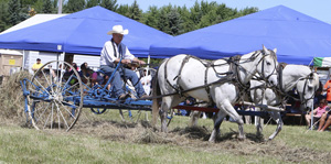 Thirteenth annual Draft Horse  show scheduled for this weekend