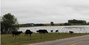 Area flooding occures due to heavy rainfall